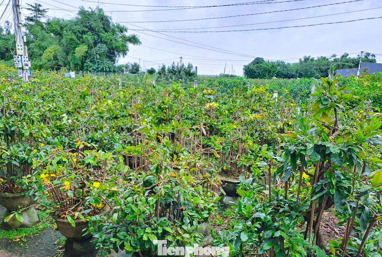 Ông Đi cho hay, năm nay vườn của ông có khoảng 400 cây xuất bán vụ Tết, tuy nhiên, hiện tại nhiều chậu mai đã bắt đầu bung nở dù chưa lặt lá. Theo ông, nguyên nhân là do thời tiết năm nay quá thất thường. Ảnh: Trương Định