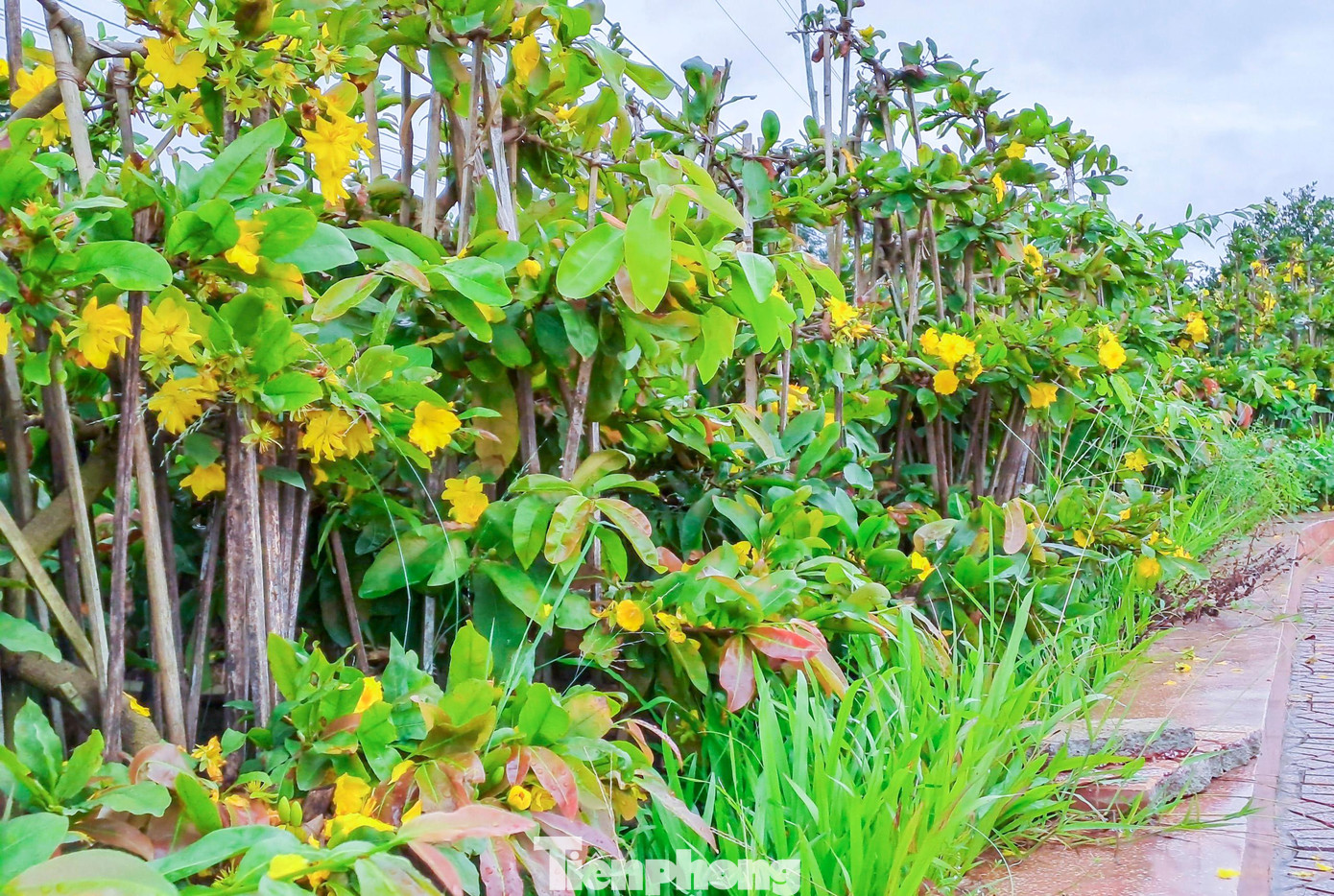 Không riêng gì ông Đi, qua ghi nhận của PV, nhiều hộ trồng mai ở thị xã An Nhơn cũng rơi vào tình trạng tương tự. Trên đường, không khó để bắt gặp nhiều vườn mai với cả hơn trăm chậu cũng đã nở rộ. Ảnh: Trương Định