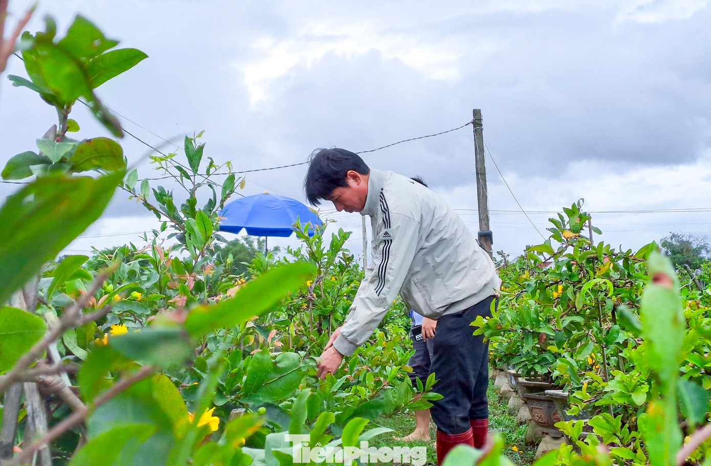 Ông Lê Ngọc Lan chăm sóc vườn mai của mình. Ảnh: Trương Định
