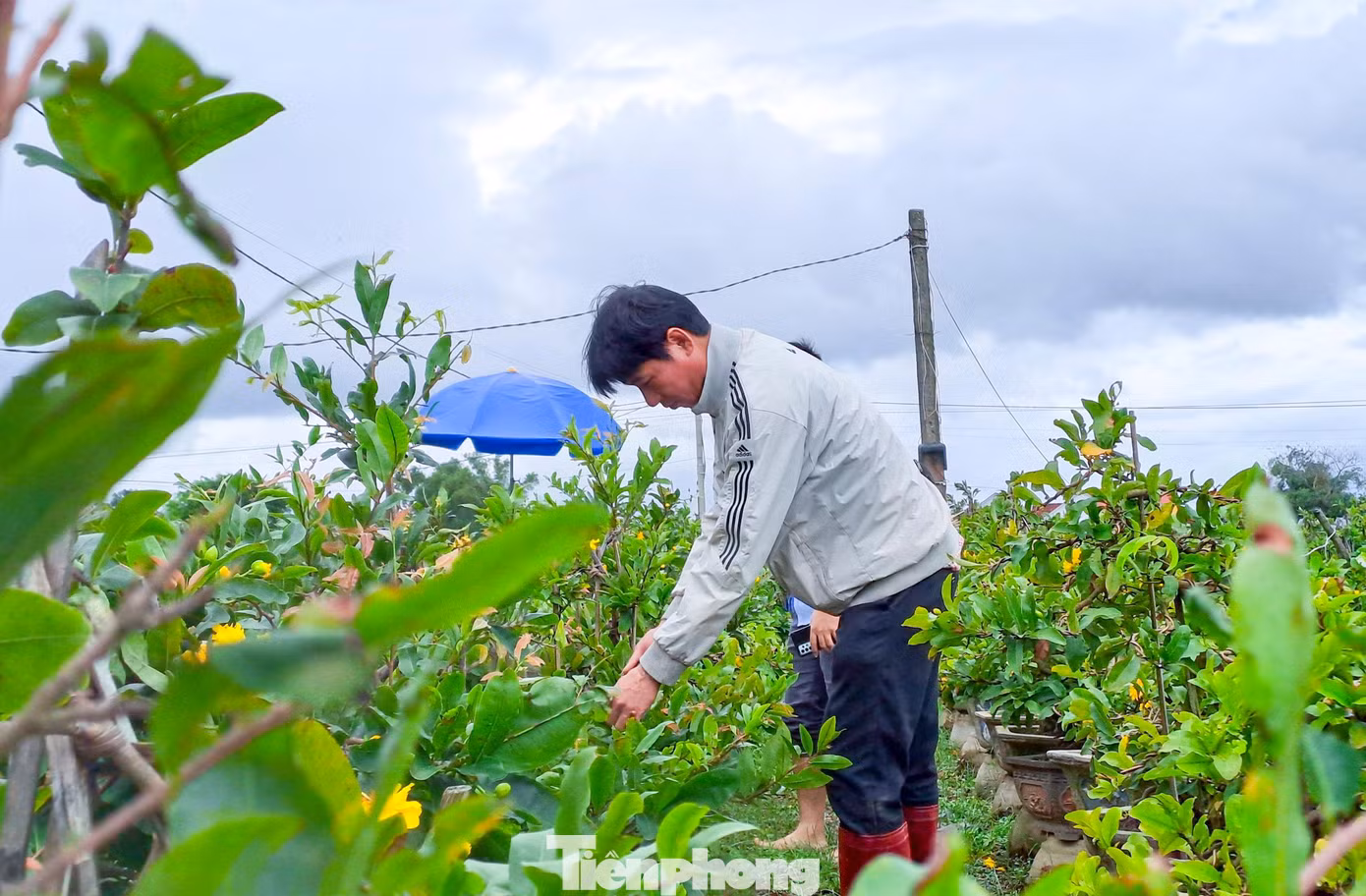 Ông Lê Ngọc Lan chăm sóc vườn mai của mình. Ảnh: Trương Định
