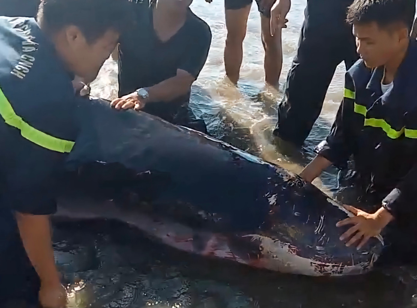 Con cá mắc cạn với nhiều vết thương phần đầu. (Ảnh: T.Q) Con cá mắc cạn với nhiều vết thương phần đầu. (Ảnh: T.Q)