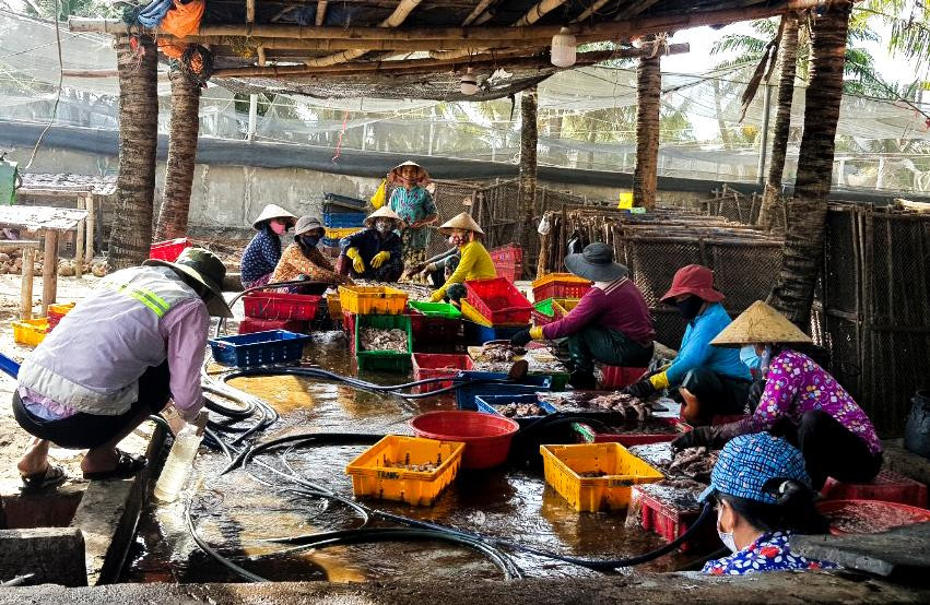 Cơ sở chế biến mực xà Cơ sở chế biến mực xà