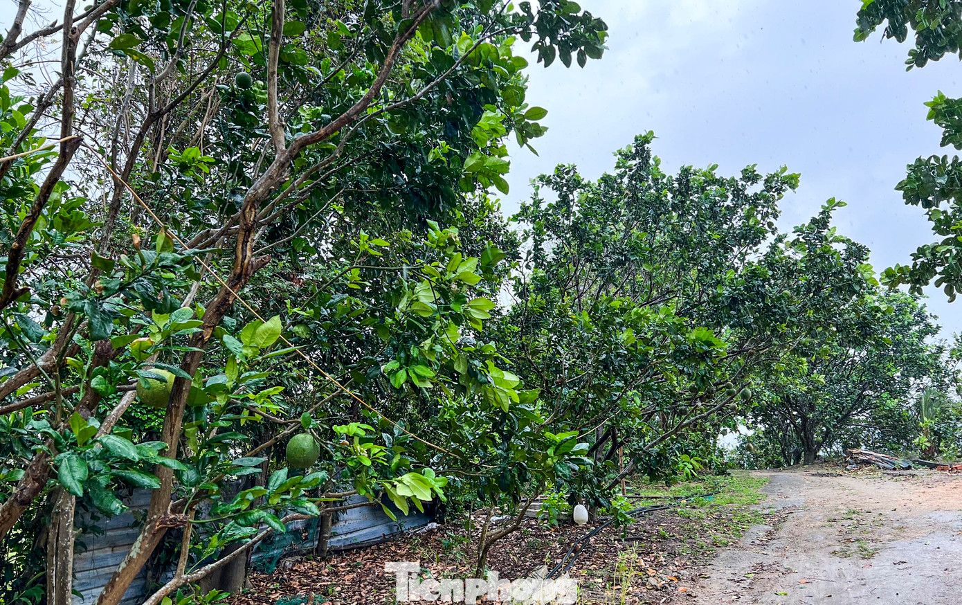 Vườn bưởi trong khuôn viên "Đá Ông Tơ". Ảnh: Trương Định