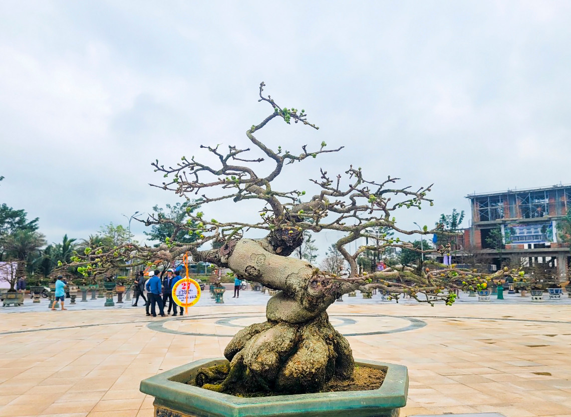 Ngoài triển lãm trưng bày 190 tác phẩm mai cảnh có dáng thế độc đáo, tại lễ hội còn tổ chức các hoạt động như: hội thi tay nghề khéo tạo dáng mai, chơi đánh cờ người, đánh bài chòi và các hoạt động văn hóa, văn nghệ, ẩm thực...