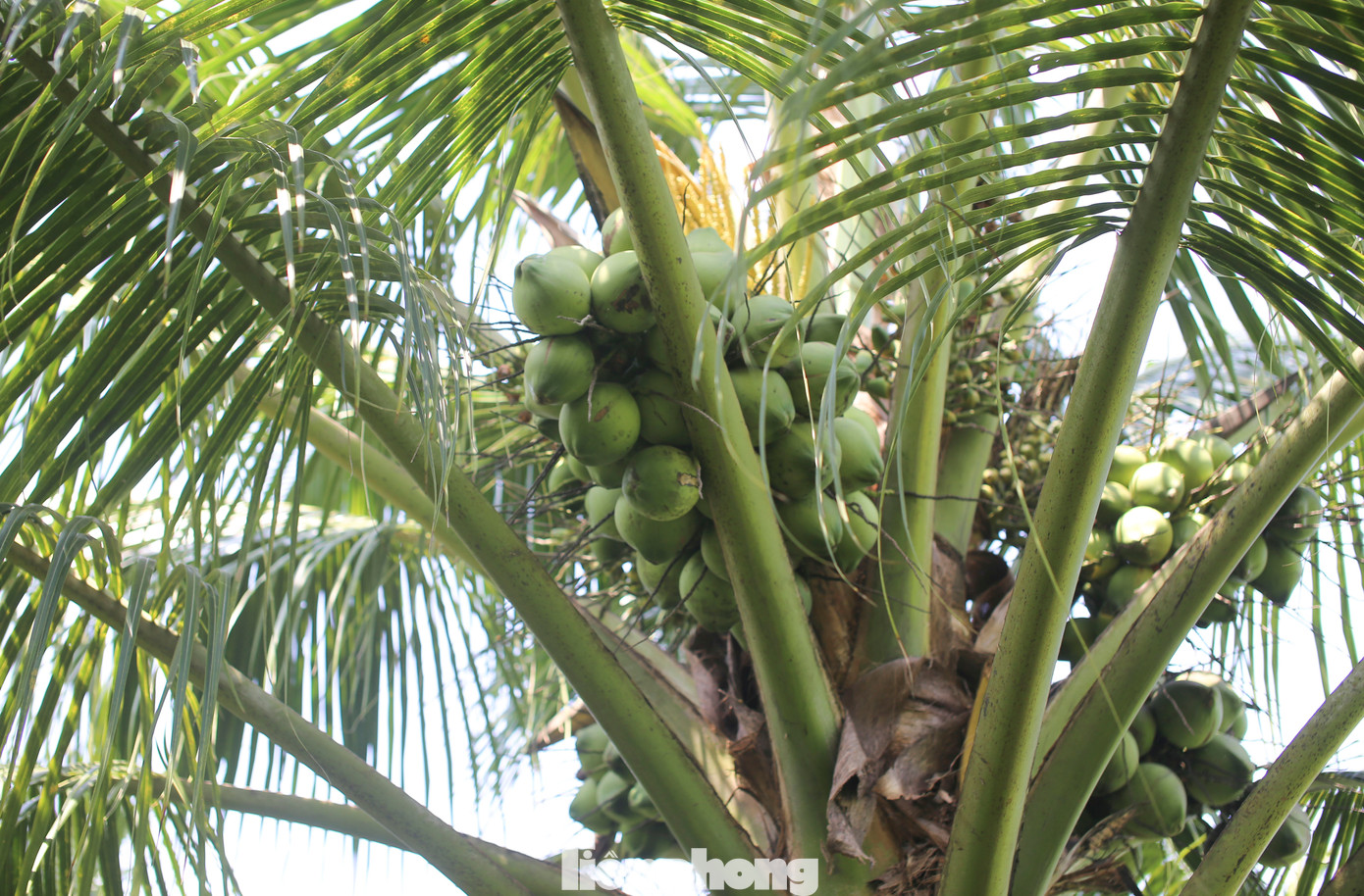 Cây dừa xiêm được trồng, chăm sóc theo hướng hữu cơ cho chất lượng trái tốt. Ảnh: Trương Định. Cây dừa xiêm được trồng, chăm sóc theo hướng hữu cơ cho chất lượng trái tốt. Ảnh: Trương Định.