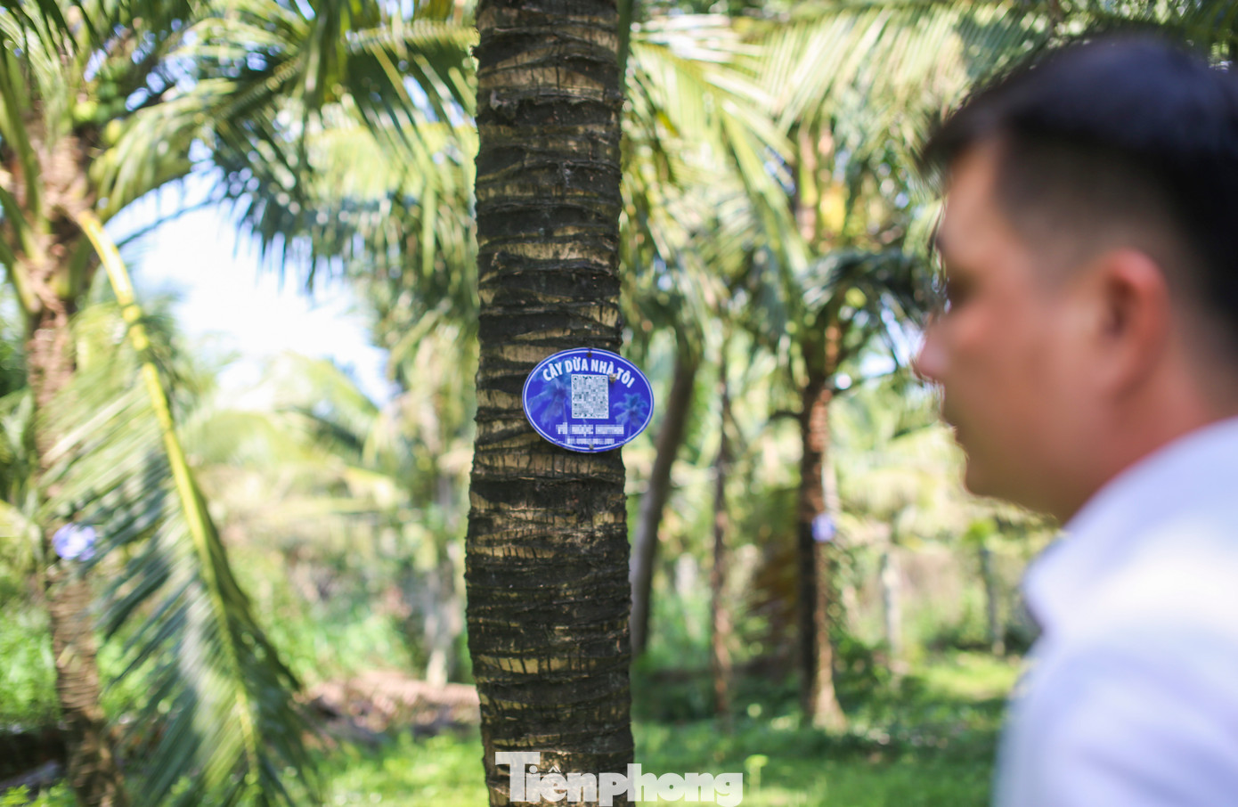 Thông tin cây dừa, tên khách hàng được gắn lên mỗi cây dừa. Ảnh: Trương Định. Thông tin cây dừa, tên khách hàng được gắn lên mỗi cây dừa. Ảnh: Trương Định.