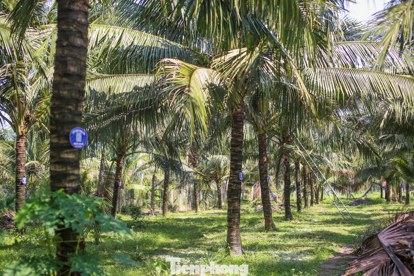 Những cây dừa xiêm đang cho trái, được người tiêu dùng đặt cọc mỗi năm. Ảnh: Trương Định. Những cây dừa xiêm đang cho trái, được người tiêu dùng đặt cọc mỗi năm. Ảnh: Trương Định.