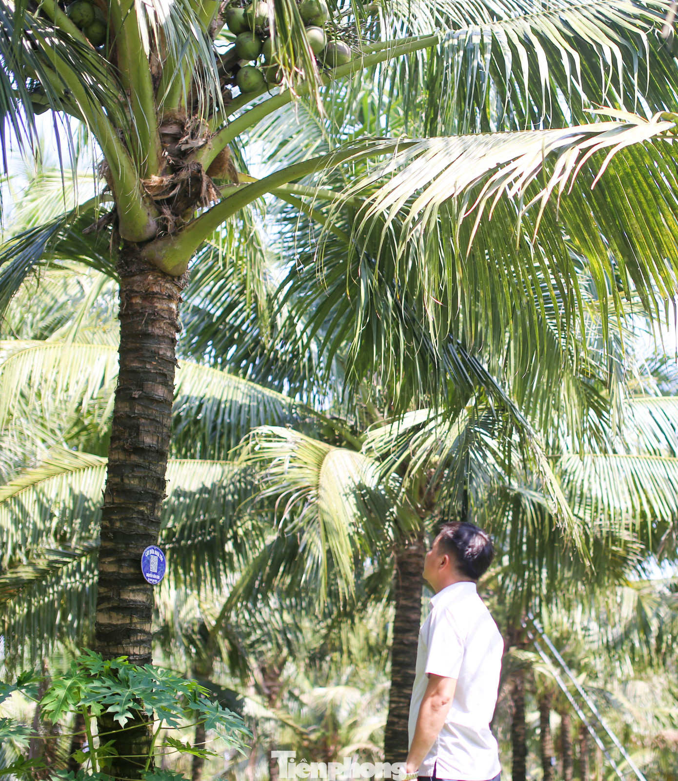 Mô hình góp phần thay đổi tư duy sản xuất, kinh doanh của người trồng dừa. Ảnh: Trương Định. Mô hình góp phần thay đổi tư duy sản xuất, kinh doanh của người trồng dừa. Ảnh: Trương Định.