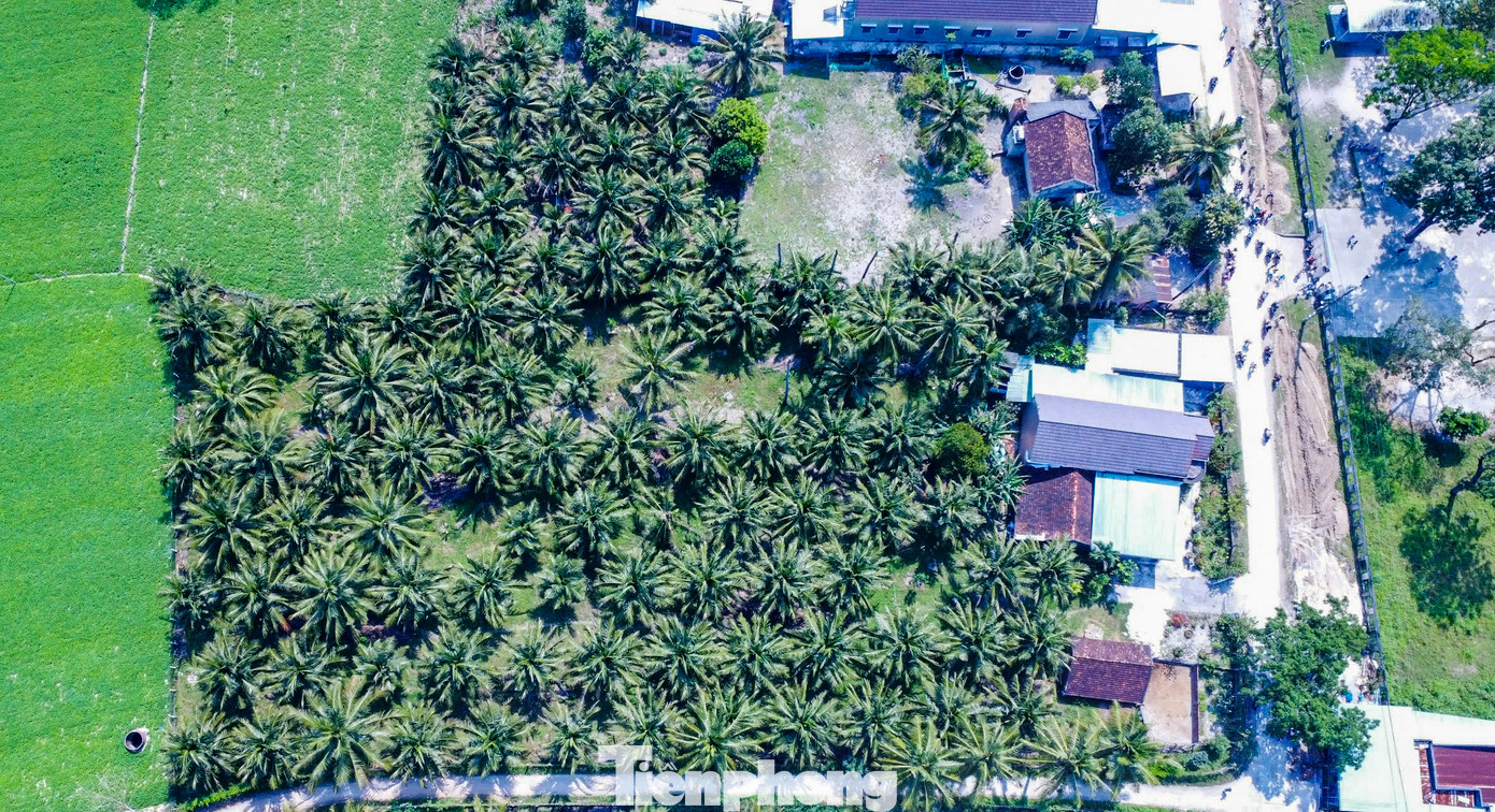 Vườn dừa của anh Lưu Anh Vũ ở thôn Tùng Chánh, xã Cát Hiệp. Ảnh: Trương Định. Vườn dừa của anh Lưu Anh Vũ ở thôn Tùng Chánh, xã Cát Hiệp. Ảnh: Trương Định.