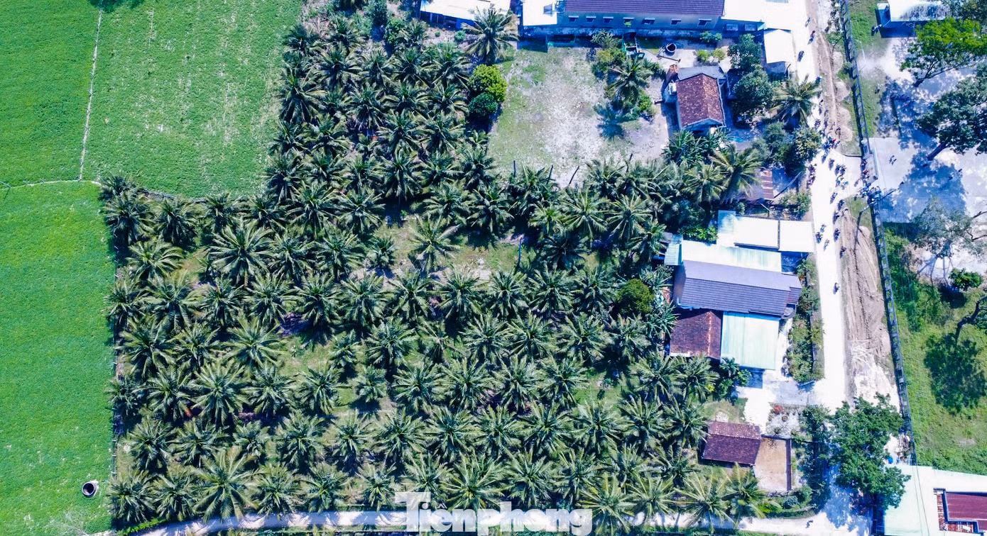 Vườn dừa của anh Lưu Anh Vũ ở thôn Tùng Chánh, xã Cát Hiệp. Ảnh: Trương Định.