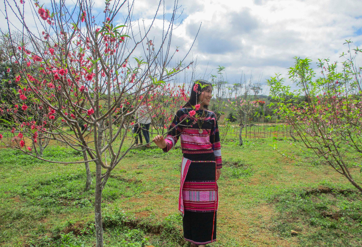 Hoa đào do một công ty di thực từ Đà Lạt về trồng thử trên vùng đất Vĩnh Sơn. Đây là dự án trồng hoa tạo cảnh quan cho Khu du lịch sinh thái nghỉ dưỡng tại xã Vĩnh Sơn. Đơn vị cũng triển khai cho các hộ dân ở xung quanh khu du lịch trồng hoa đào, tạo cảnh quan hai bên đường vào khu du lịch.