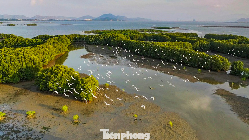 Đàn cò trắng bay về trú ngụ. Ảnh: Dũng Nhân