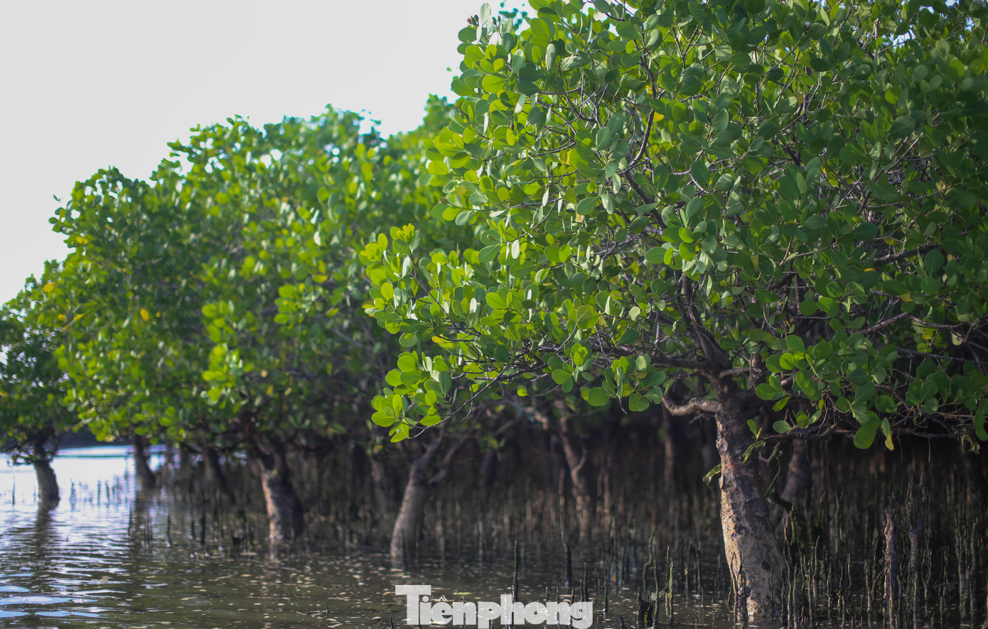 Những gốc bần hơn 10 năm tuổi. Ảnh: Trương Định