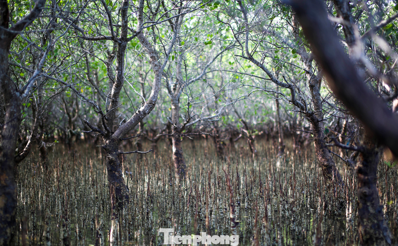 Cánh rừng ngập mặn phát triển tốt. Ảnh: Trương Định