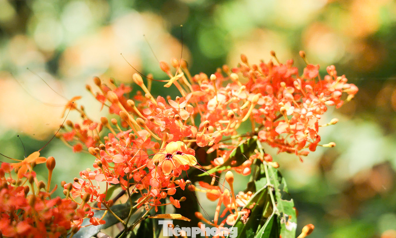 Những cây trang rừng thi nhau khoe sắc.
