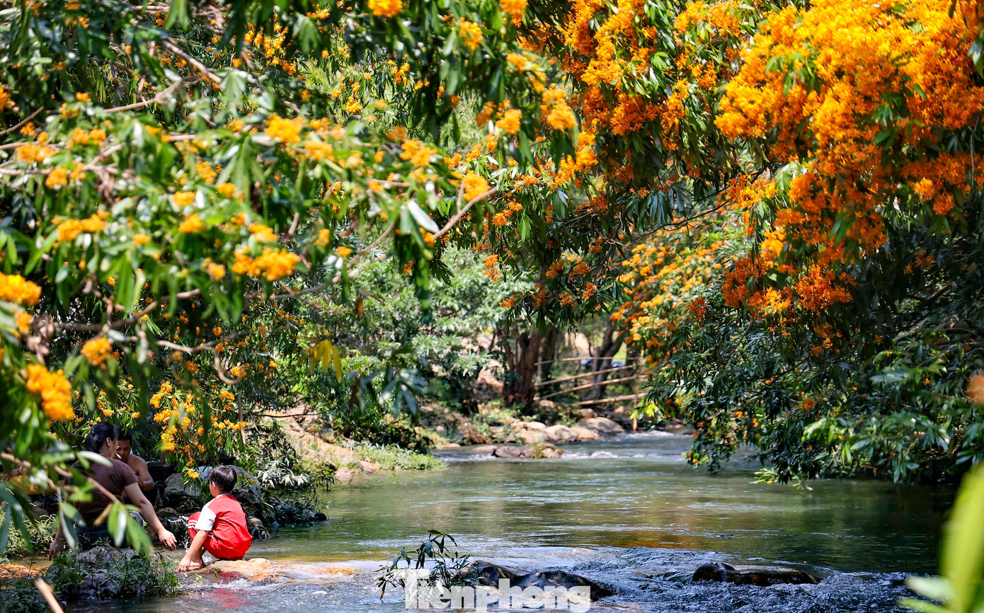 Theo người dân địa phương, vào tháng 3 hàng năm, những gốc trang rừng bên bờ suối Tà Má ở thôn Hà Ri (xã Vĩnh Hiệp, huyện Vĩnh Thạnh) bắt đầu bung hoa vàng rực rỡ. Năm nay, mùa hoa trang đến sớm, hoa nở rộ đã tạo nên cảnh sắc đẹp thơ mộng cho suối Tà Má.
