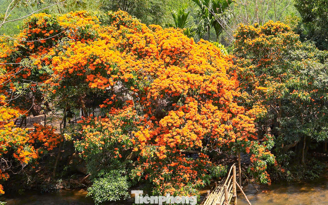 Thời gian qua, khu vực suối Tà Má được biết đến như một điểm du lịch xanh mới của tỉnh Bình Định. Năm 2021, thời điểm hoa trang nở rộ, đã có khoảng 10.000 người đến tham quan, du lịch trong 1 ngày. Hình ảnh hàng cây trang được chia sẻ trên các trang mạng xã hội, từ đó nơi này càng được nhiều người biết đến.