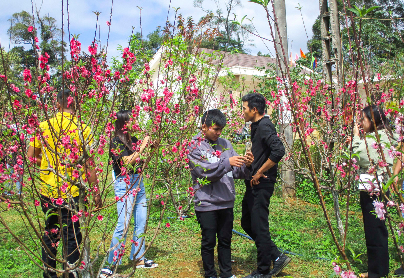 Vườn hoa đào nở rực, đua nhau khoe sắc đúng dịp Tết Nguyên đán thu hút người dân, khách du lịch đến tham quan, chụp ảnh.