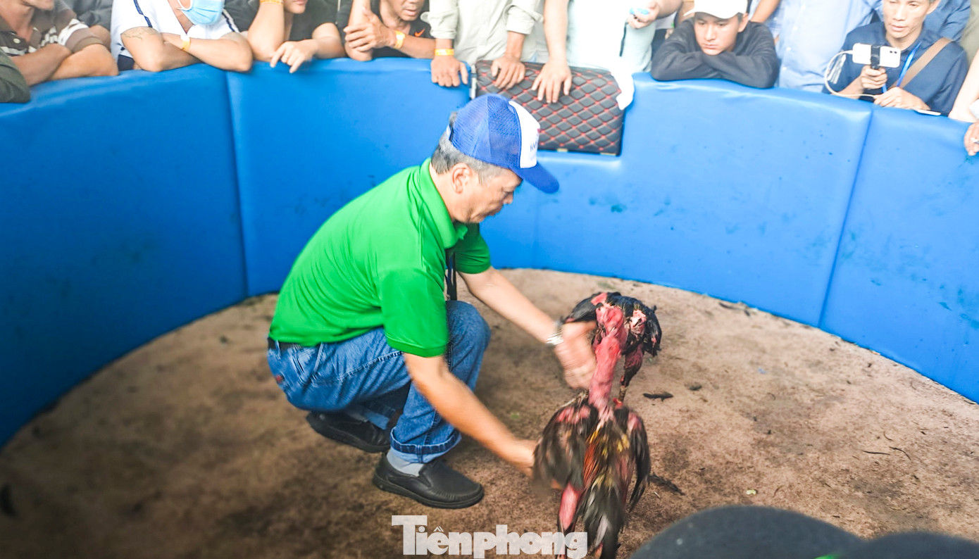 Hai chiến kê sẵn sàng vào trận. Ảnh: Trương Định.