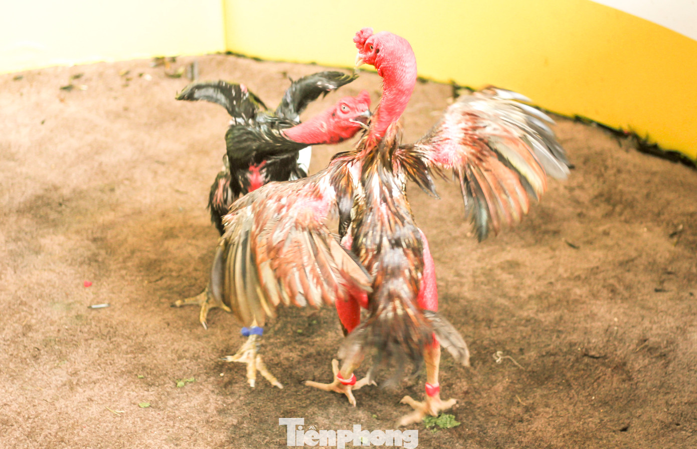 Giằng co. Ảnh: Trương Định.