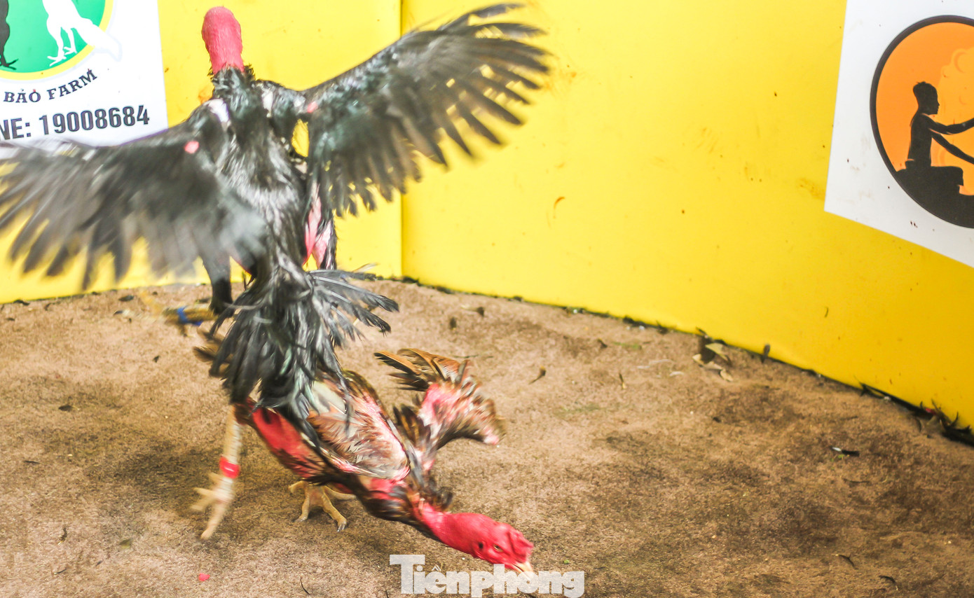 Không khoan nhượng. Ảnh: Trương Định.