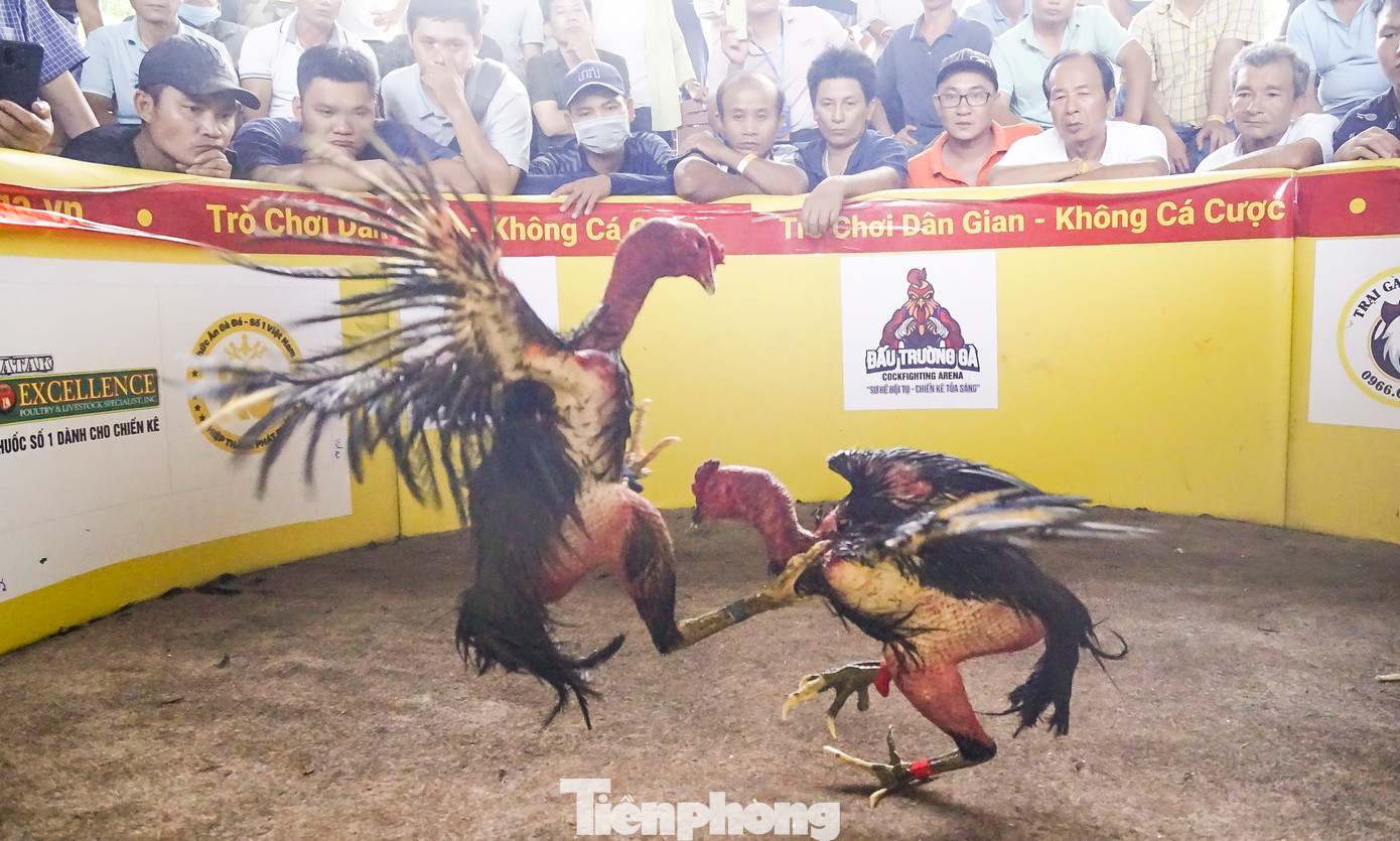 Kịch tính xem những chiến kê tung cước tại hội chọi gà dân gian. Ảnh: Trương Định.