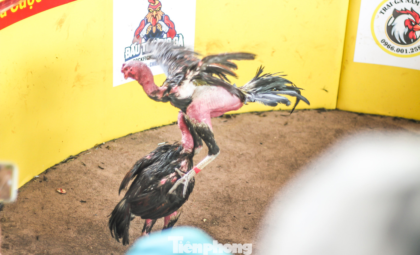 Các chiến kê tung đòn. Ảnh: Trương Định.