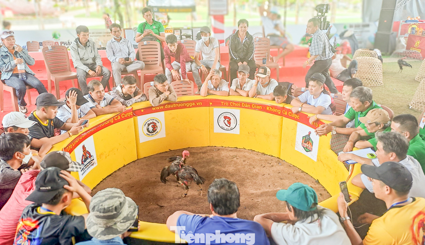 Hội chọi gà truyền thống thu hút đông đảo người dân, du khách đến xem. Ảnh: Trương Định.