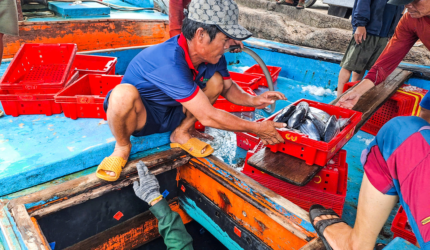 “Đang vào vụ khai thác cá ngừ sọc dưa nên anh em tranh thủ xuống cá rồi nghỉ ngơi ít hôm, để lại tiếp tục vươn khơi bám biển”, ngư dân trên tàu BĐ 91347 TS chia sẻ.