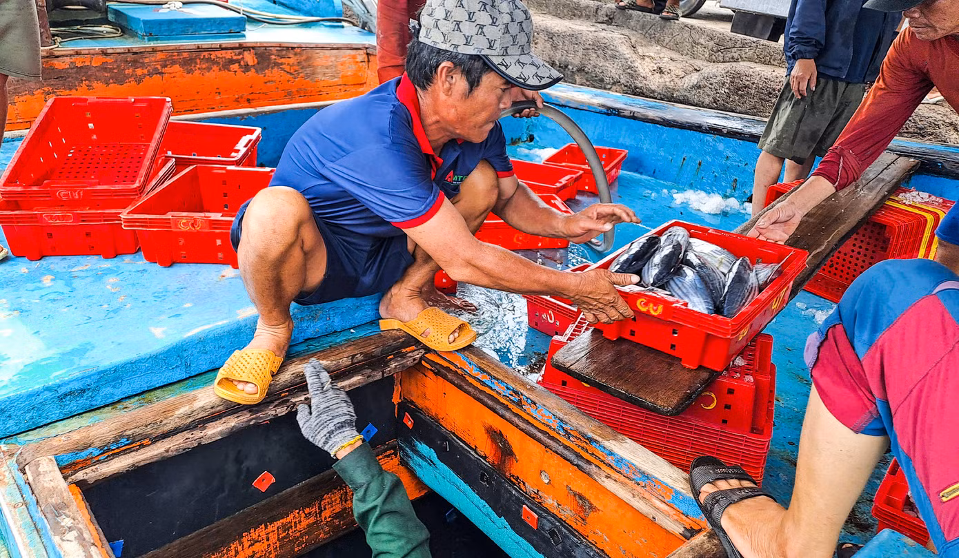 “Đang vào vụ khai thác cá ngừ sọc dưa nên anh em tranh thủ xuống cá rồi nghỉ ngơi ít hôm, để lại tiếp tục vươn khơi bám biển”, ngư dân trên tàu BĐ 91347 TS chia sẻ.