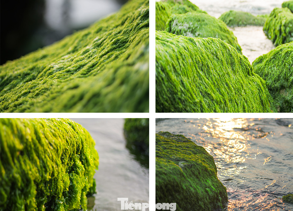 Những phiến đá phủ đầy rêu xanh. Ảnh: Trương Định