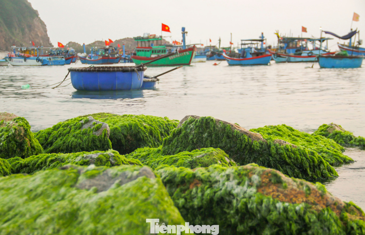 Vẻ đẹp làng chài Nhơn Hải. Ảnh: Trương Định