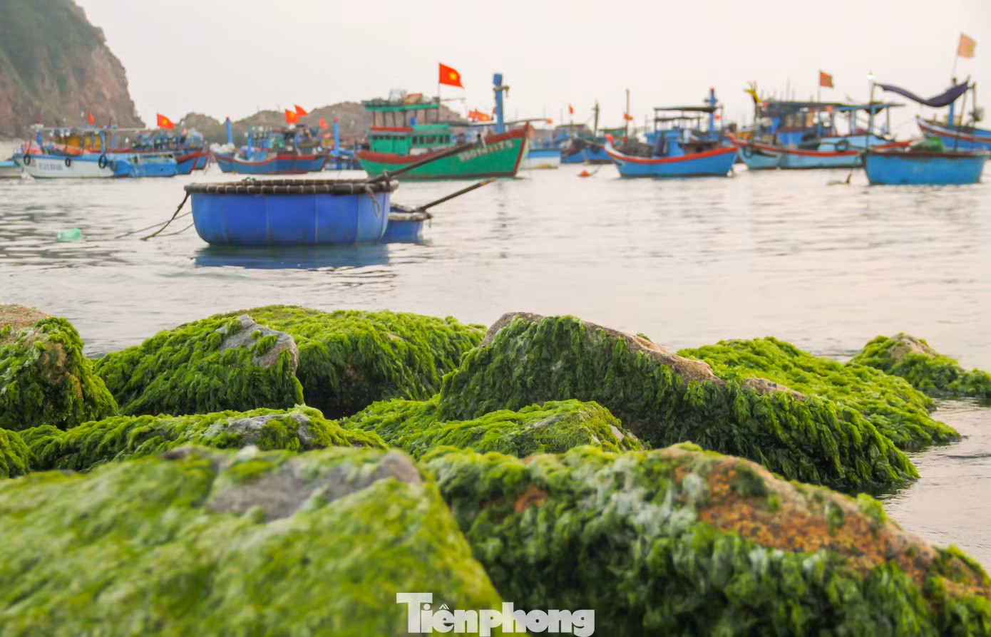 Vẻ đẹp làng chài Nhơn Hải. Ảnh: Trương Định
