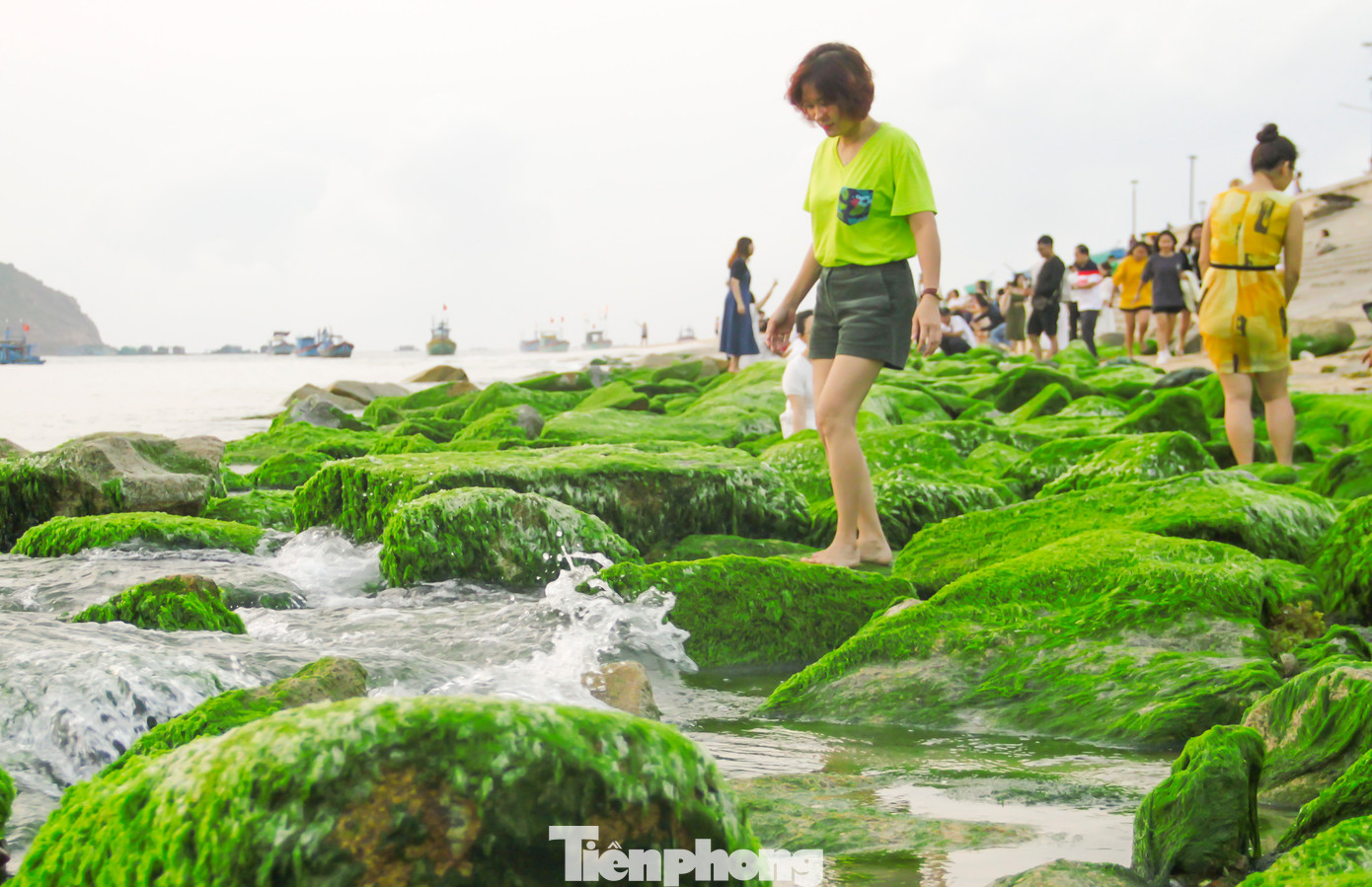 Người dân xã Nhơn Hải cho biết, tùy thời tiết, vào khoảng tháng 3 đến tháng 5 những bãi đá lại khoác lên mình "tấm áo xanh" mềm mại của thảm rêu non, tạo nên quang cảnh đẹp ngỡ ngàng. Ảnh: Trương Định