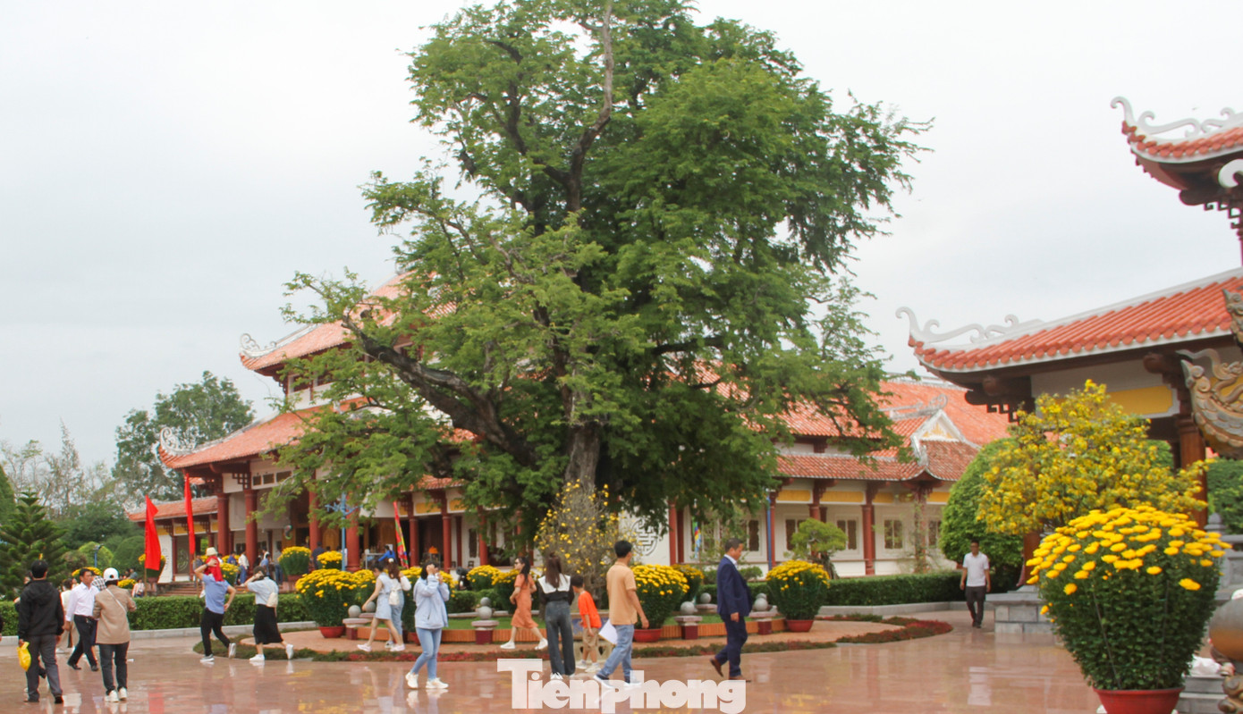 Cây me cổ thụ trong vườn nhà Tây Sơn tam kiệt được công nhận Cây di sản Việt Nam. Ảnh: Trương Định.