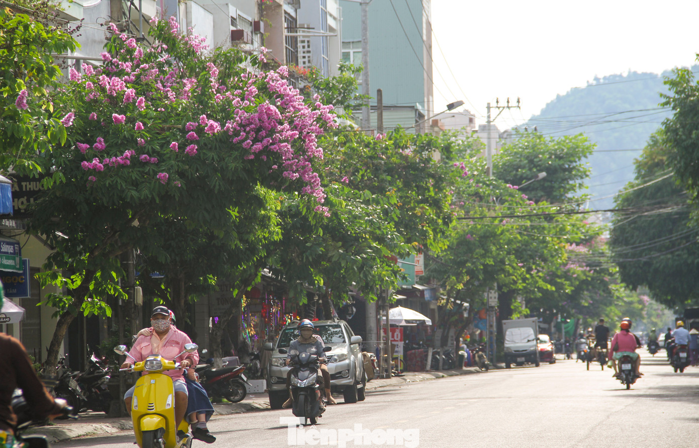 Thời điểm này, khi thời tiết chuyển nắng nóng cũng là lúc bằng lăng tím nở rộ trên khắp nẻo đường TP. Quy Nhơn. Chạy dọc các tuyến phố không khó để bắt gặp những sắc tím mộng mơ nổi bật giữa hàng cây xanh ngát. Ảnh: Trương Định