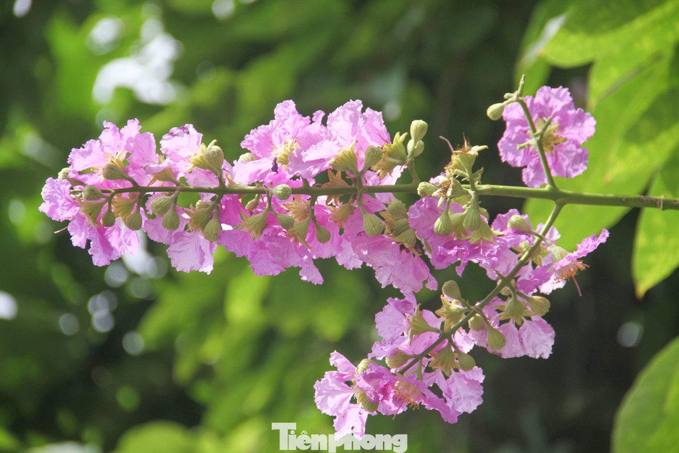 Sắc tím của hoa bằng lăng như làm dịu mát đi những tia nắng đầu hè. Ảnh: Trương Định