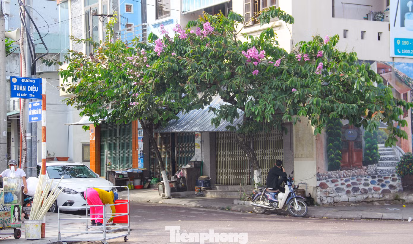 Một gốc bằng lăng bung hoa tím ngắt góc đường Xuân Diệu (TP. Quy Nhơn). Ảnh: Trương Định