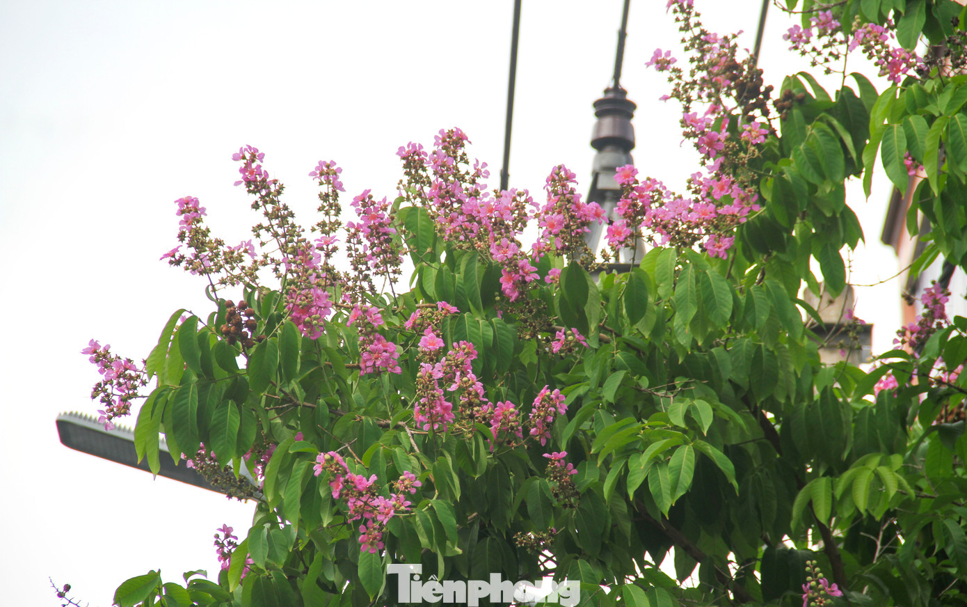 Cây bằng lăng cho bóng mát và cho hoa đẹp nên được trồng làm hoa cảnh. Cùng với hoa phượng đỏ, bằng lăng tím gắn với nhiều kỷ niệm thời học sinh. Ảnh: Trương Định