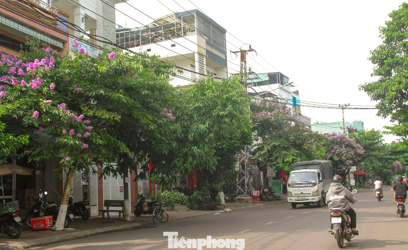 Hoa bằng lăng nở rộ, phủ tím những con đường, mang lại vẻ đẹp nên thơ cho phố biển Quy Nhơn. Ảnh: Trương Định