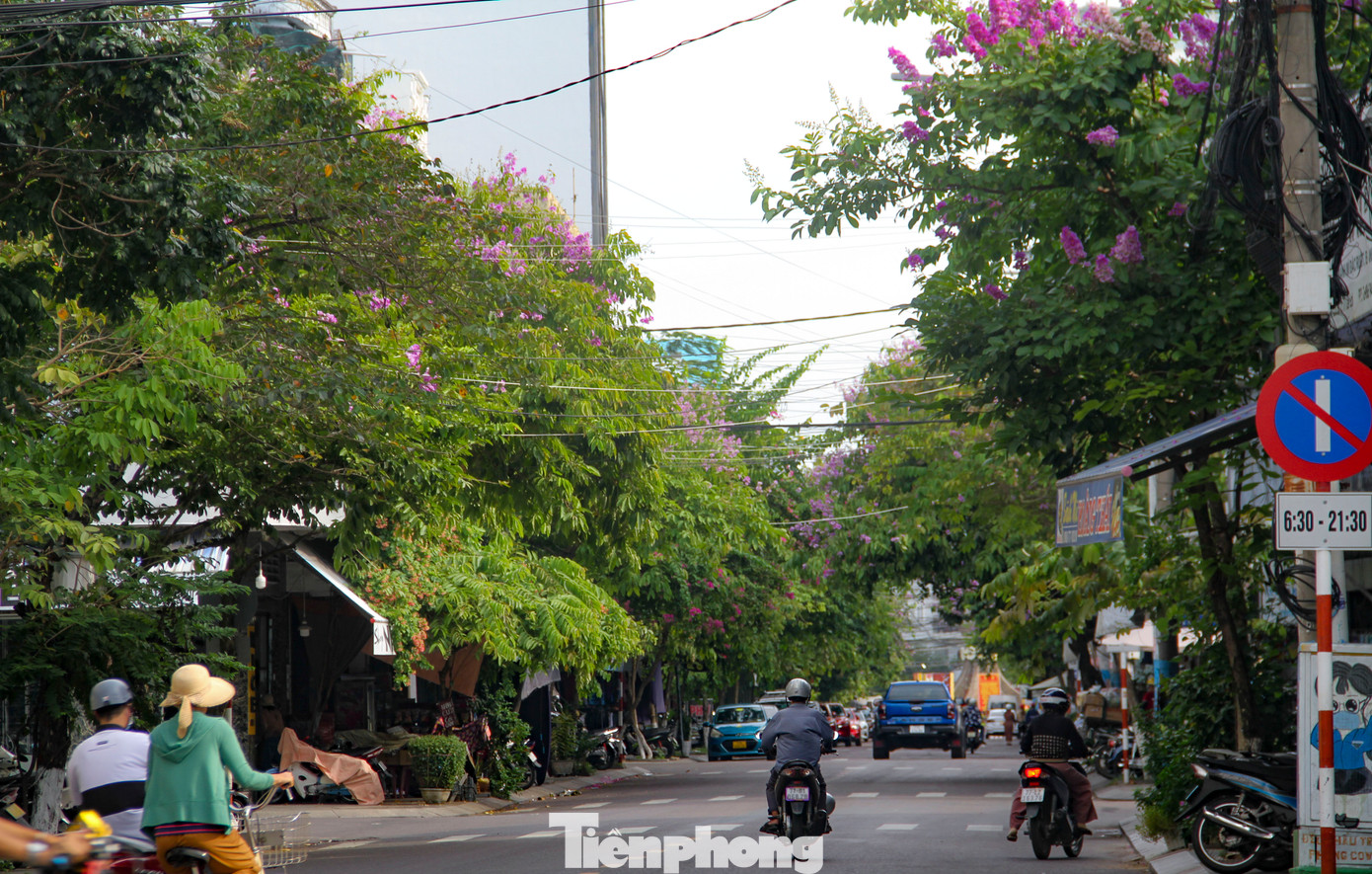 Sắc tím mộng mơ nổi bật giữa hàng cây xanh ngát trên các tuyến đường ở Quy Nhơn. Ảnh: Trương Định