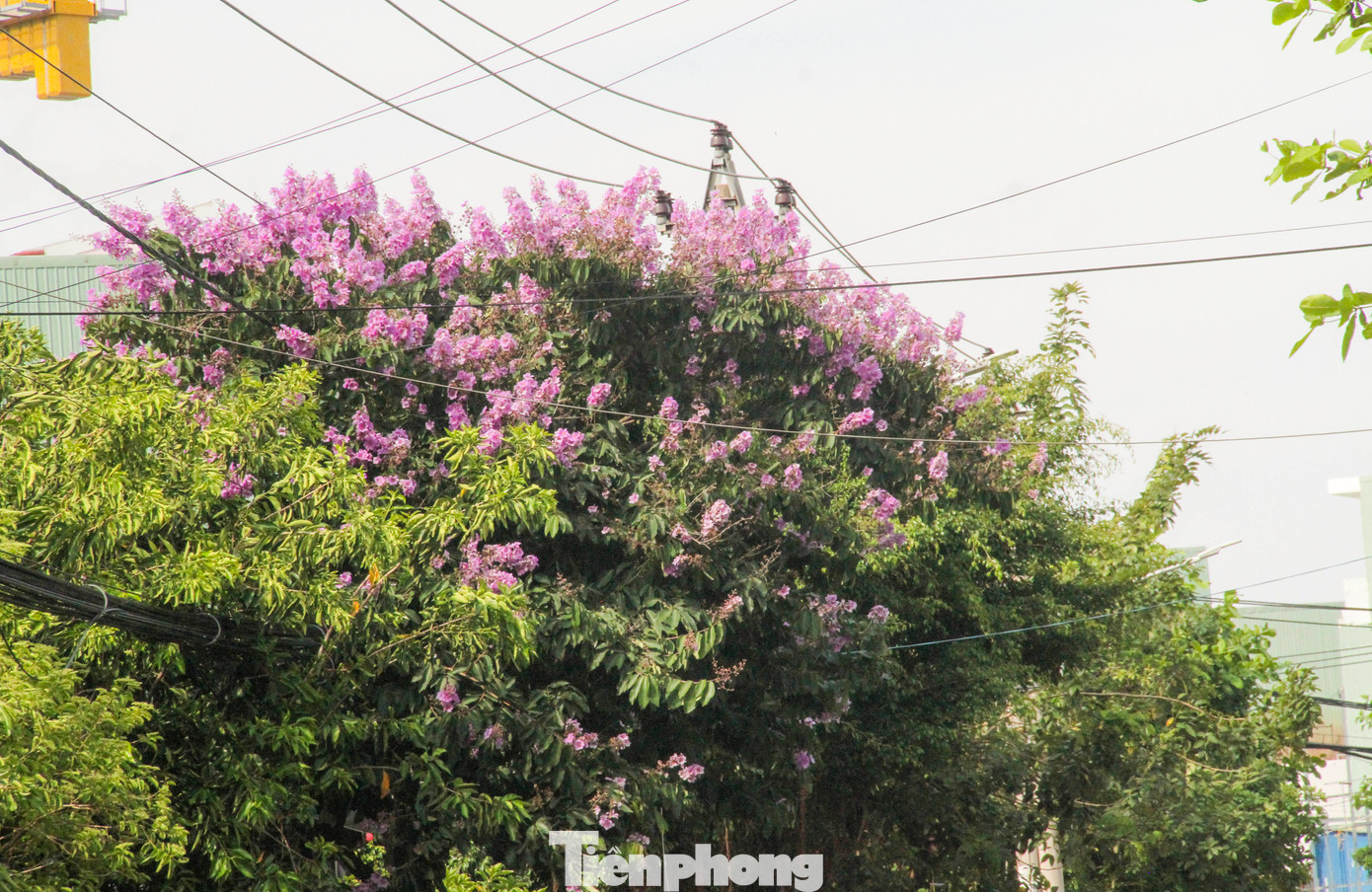 Sắc tím của hoa bằng lăng như làm dịu mát đi những tia nắng đầu hè. Ảnh: Trương Định