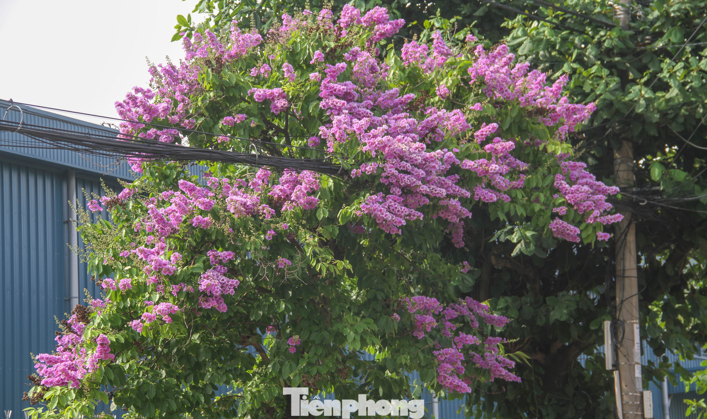 Một cây bằng lăng bung nở trên đường Hoàng Văn Thụ (TP. Quy Nhơn). Ảnh: Trương Định