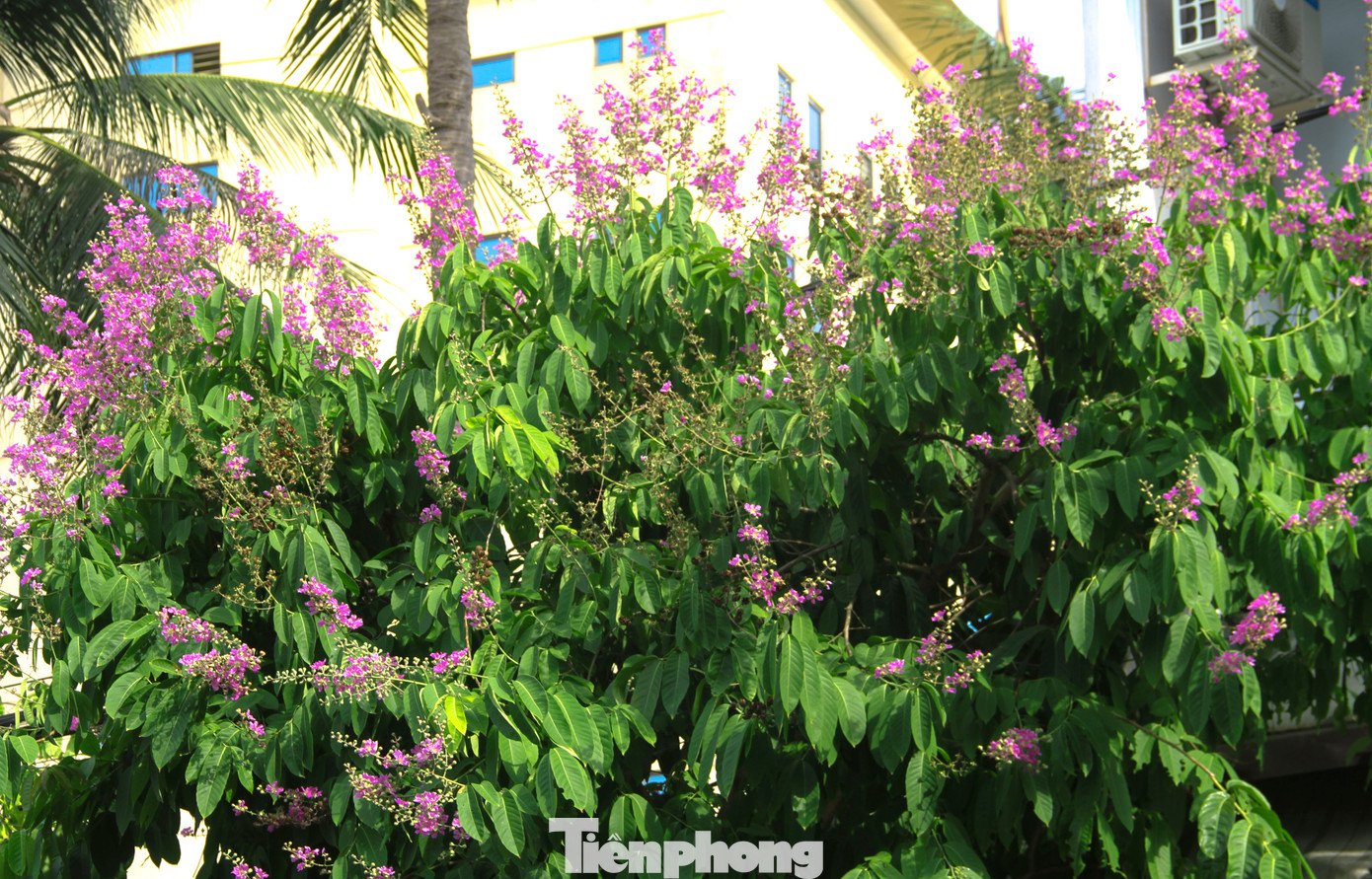 Một cây bằng lăng vừa chớm nở. Ảnh: Trương Định