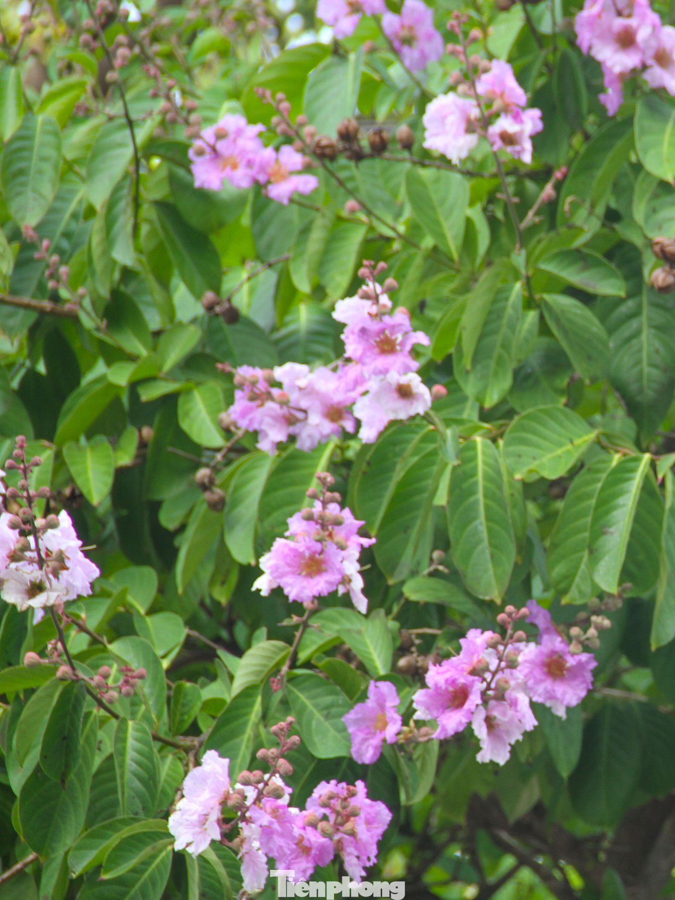 Sắc tím của hoa bằng lăng như làm dịu mát đi những tia nắng đầu hè. Ảnh: Trương Định