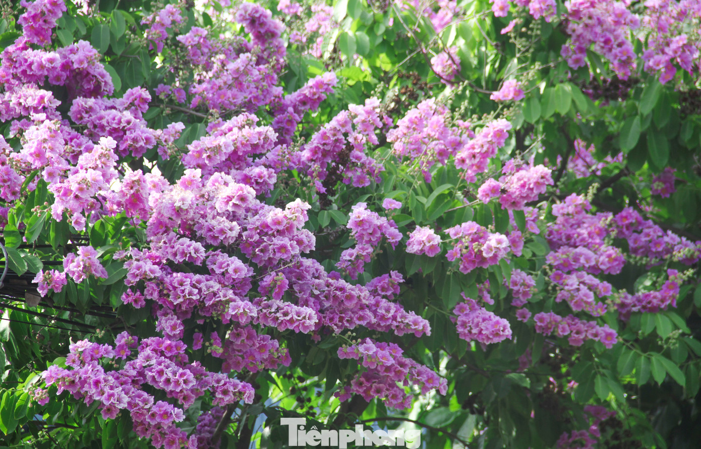 Bằng lăng thường nở theo chùm, chiều dài từ 20 - 40cm. Hoa khi nở thường có màu tím đậm, đôi khi pha màu hồng nhạt. Loài này có nguồn gốc từ vùng nhiệt đới. Ảnh: Trương Định