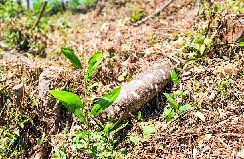 Những cây gỗ bị chặt và được trồng xen cây keo lai vào. Những cây gỗ bị chặt và được trồng xen cây keo lai vào.