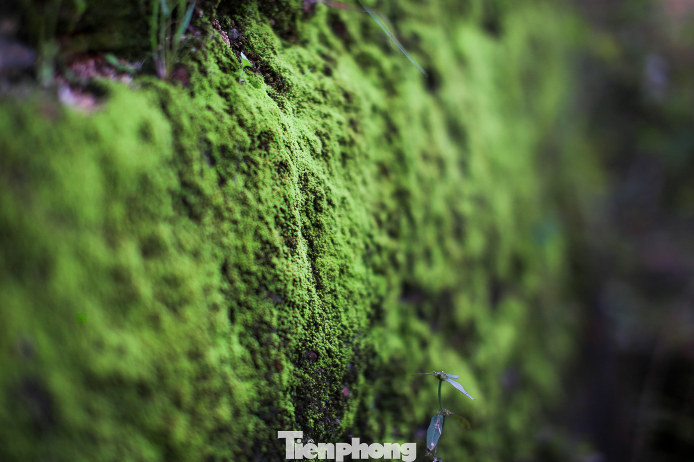 Thành Hoàng Đế được Bộ Văn hóa - Thông tin (nay là Bộ VH-TT&amp;DL) xếp hạng Di tích quốc gia năm 1982. Ảnh: Trương Định.