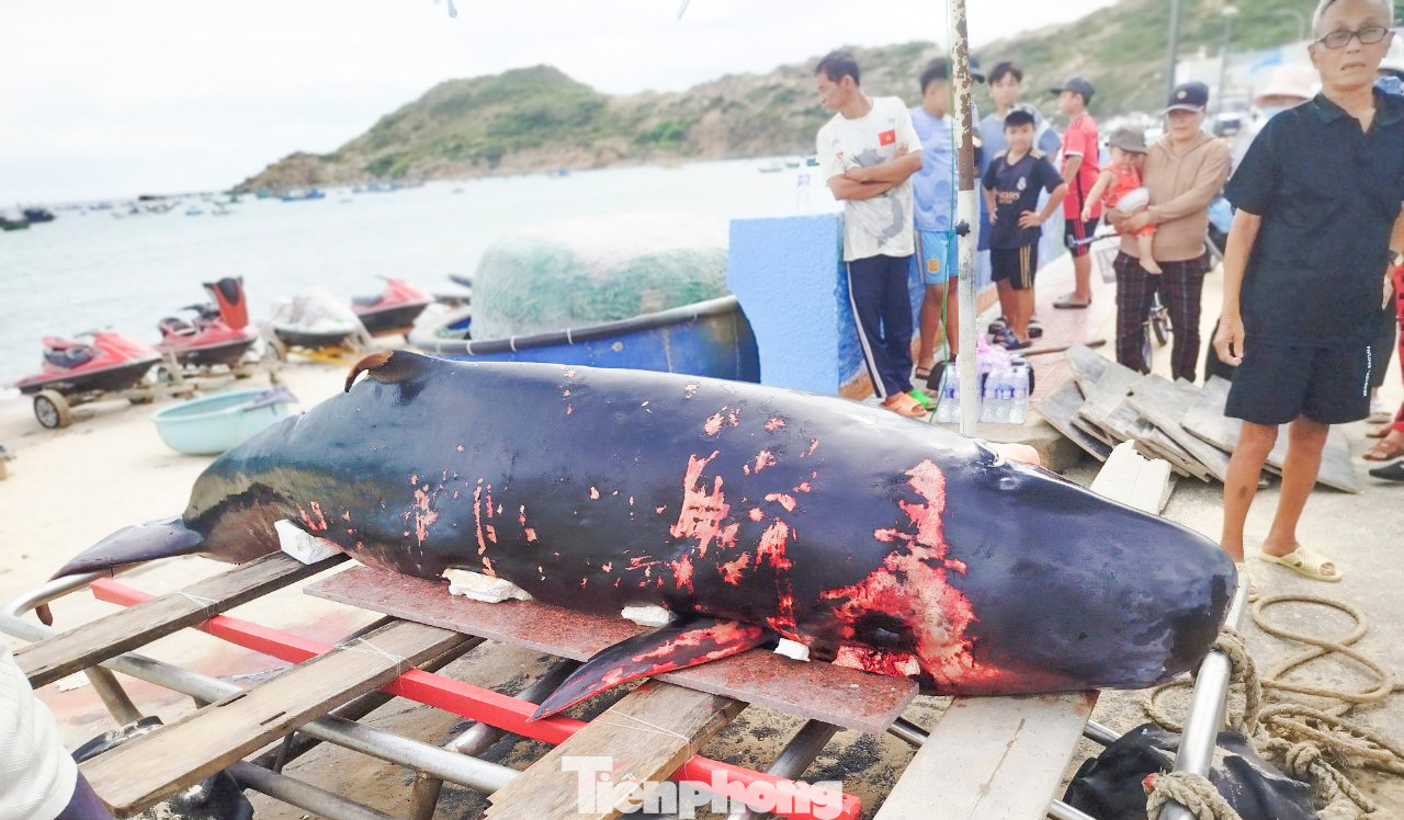 Trên thân cá voi có nhiều vết thương. Ảnh: N.T.D