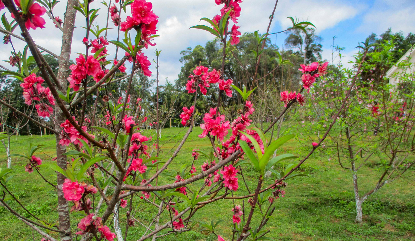 Nằm ở độ cao 800m, xã Vĩnh Sơn có khí hậu mát mẻ, đất đai phì nhiêu, phù hợp với nhiều loại vật nuôi, cây trồng ôn đới. Địa phương cũng triển khai nhiều mô hình trồng hoa, trồng rau an toàn theo tiêu chuẩn VietGAP.